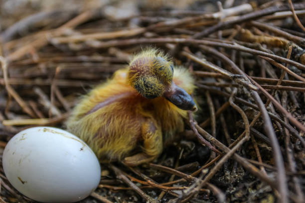 baby pigeons pictures
