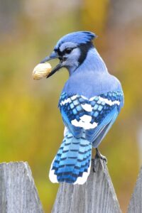 Blue Jay Bird