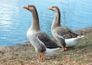 Canadian Geese