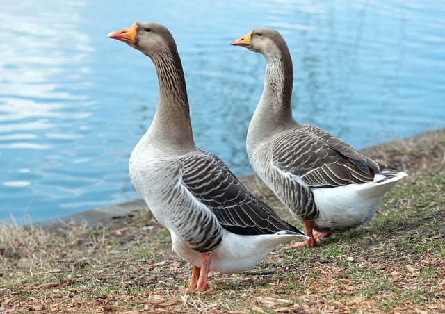 Canadian Geese