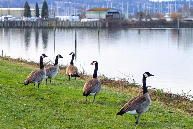 Canadian goose bird Group