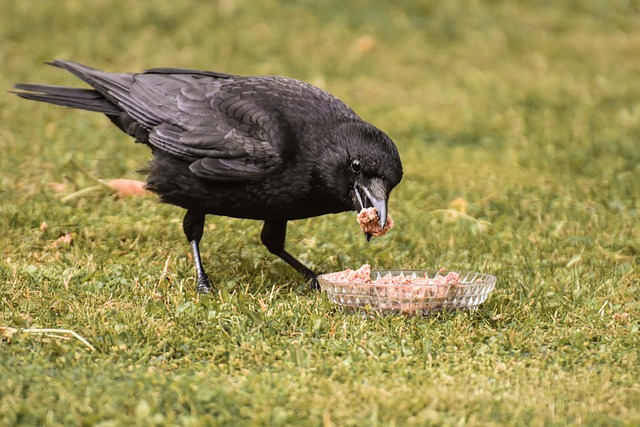 Crows and Ravens Food