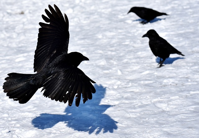 Crows and Ravens