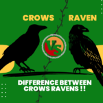 difference between crows ravens