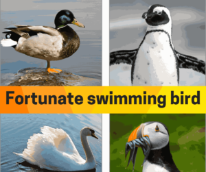 Fortunate swimming bird