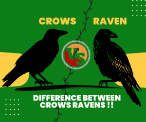 difference between crows ravens