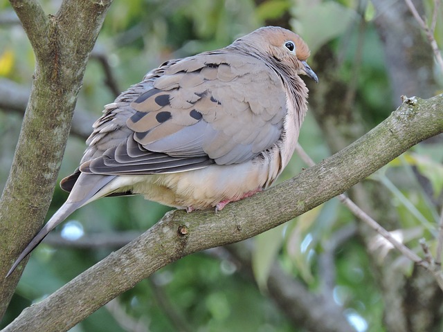 Mourning Doves Photo