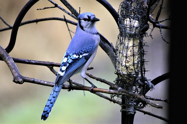 blue jay bird Picture
