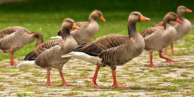 Geese Birds