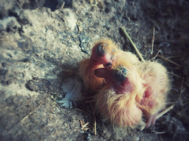 Baby Pigeon Or squabs