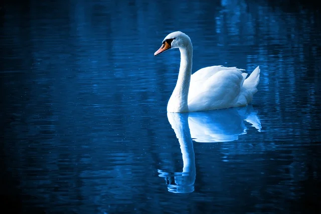 Swan - A Fortunate swimming bird