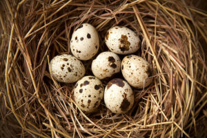 Bird Eggs