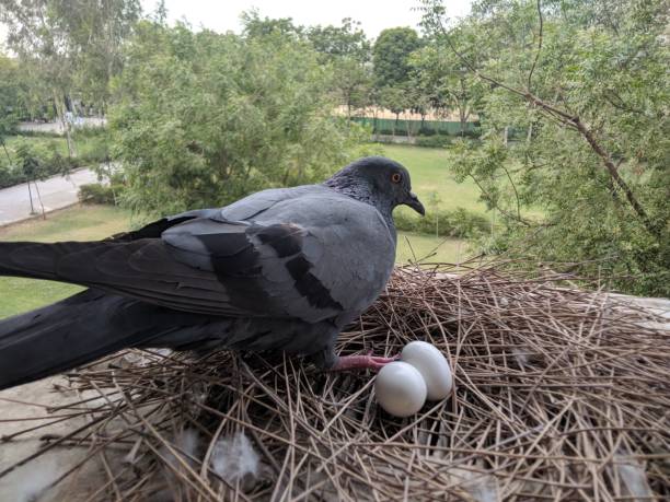 Bird Eggs In The Nest