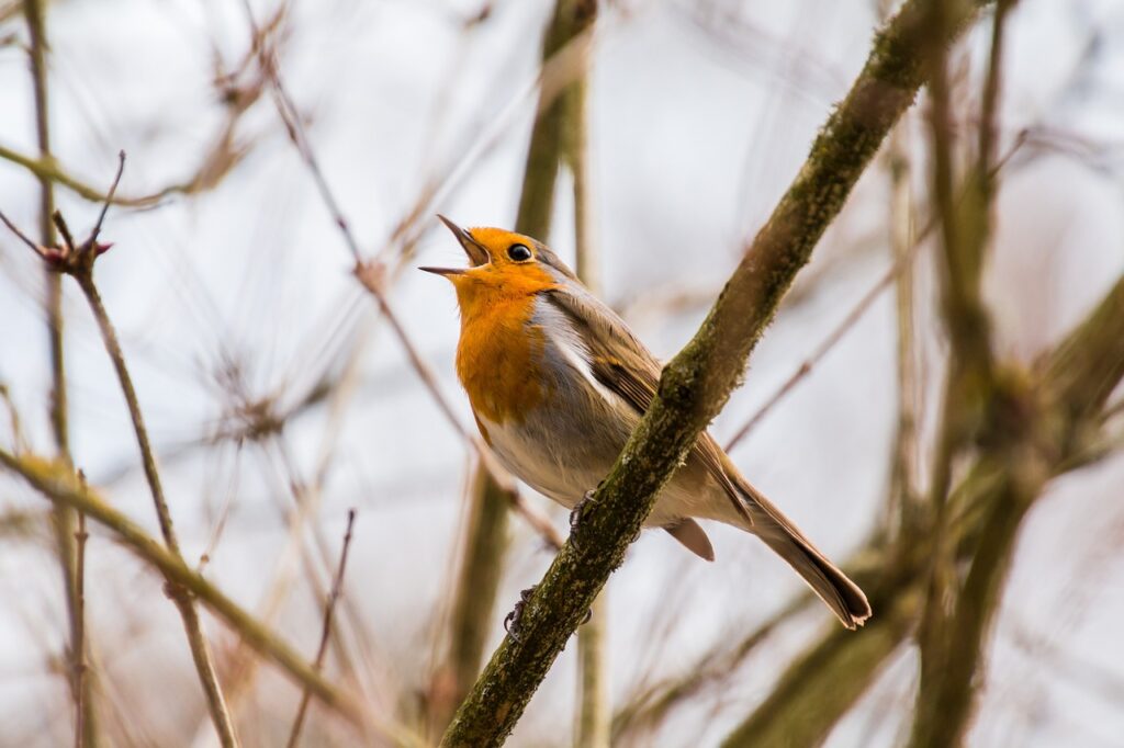 Birds Chirp In The Morning