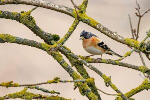 Birds Singing