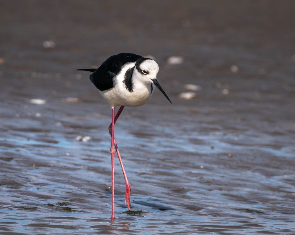 Black-necked Stilt (Himantopus mexicanus)