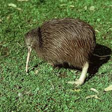 Brown Kiwi (Apteryx mantelli)