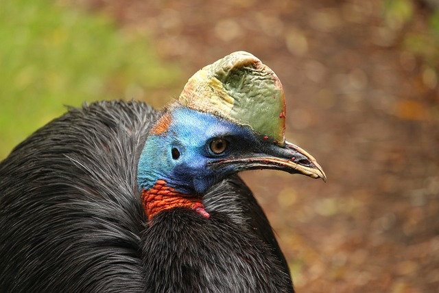 Cassowaries Bird Image