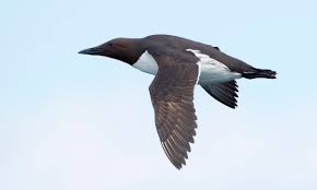 Common Murre (Uria aalge)