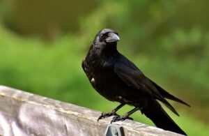 Crow Sybmolism