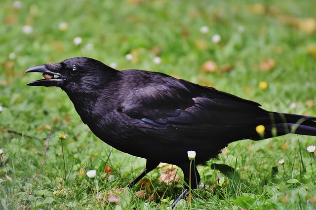 Crows Lifespan