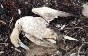 Dead Bird Cultural Meaning