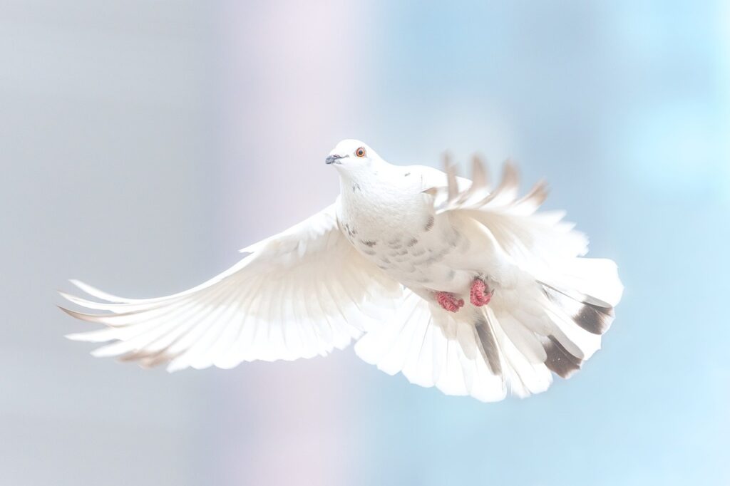 Dove Bird