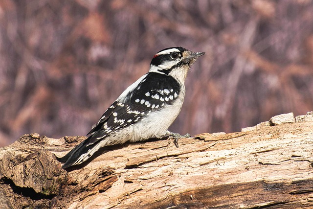 Downy Woodpecker (Picoides pubescens)
