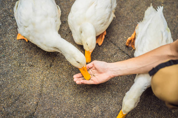 Ducks Eat Foods