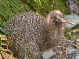 Great Spotted Kiwi (Apteryx haastii)
