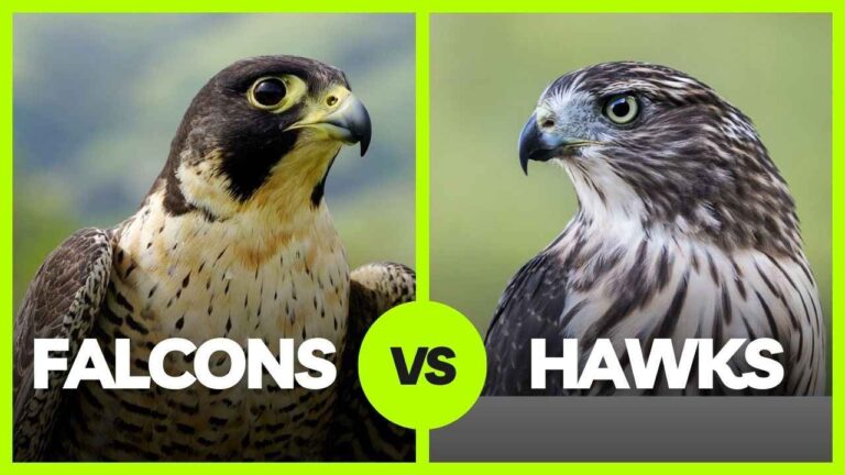 hawk bird vs falcon