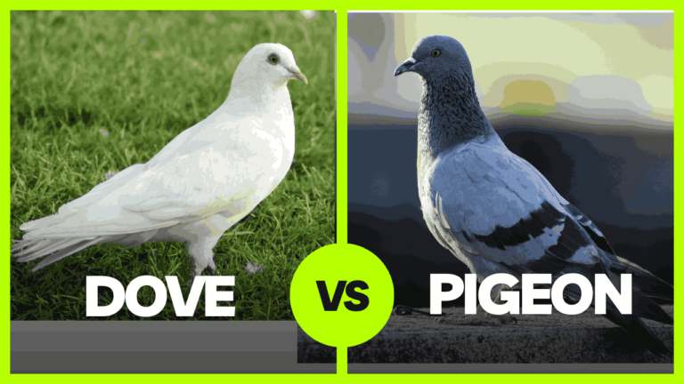 dove vs pigeons