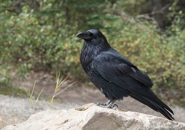 Group Ravens