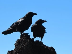 Group of Crows