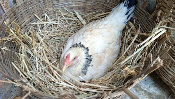 How Long Do Bird Eggs Take to Hatch?