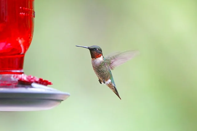 Hummingbird Nectar Recipe