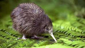 Kiwi Bird Picture