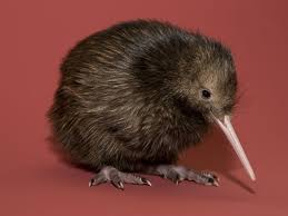 Kiwi Bird Images