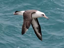Laysan Albatross (Phoebastria immutabilis)