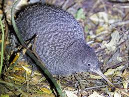 Little Spotted Kiwi (Apteryx owenii)
