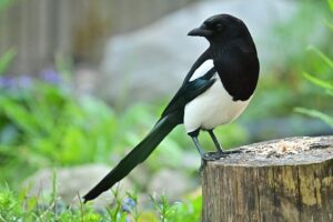 Magpie Bird