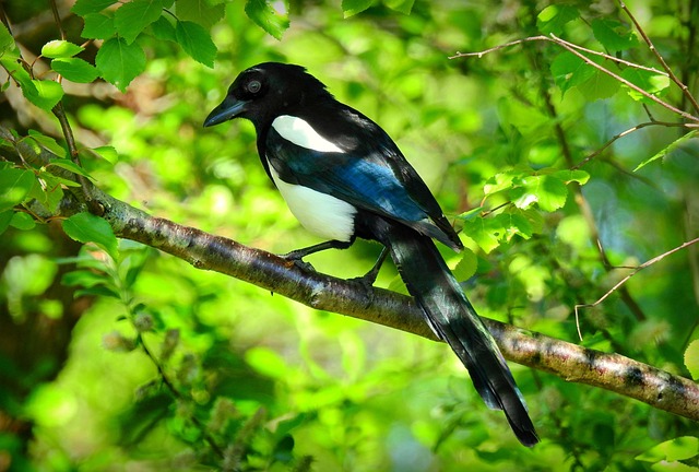 Magpie Bird Bio