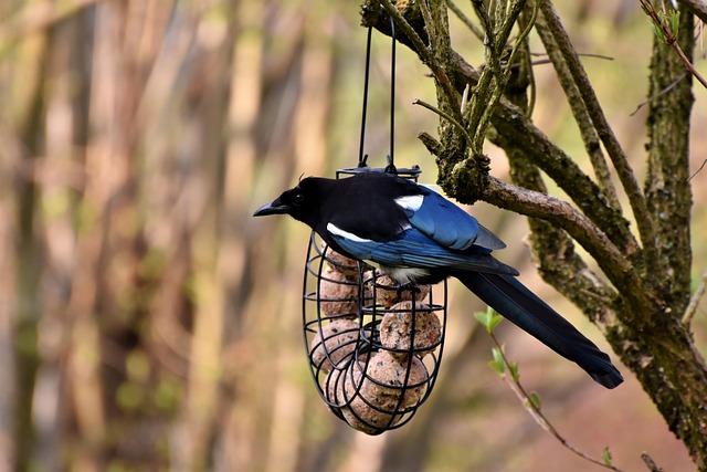 Magpie Bird Facts