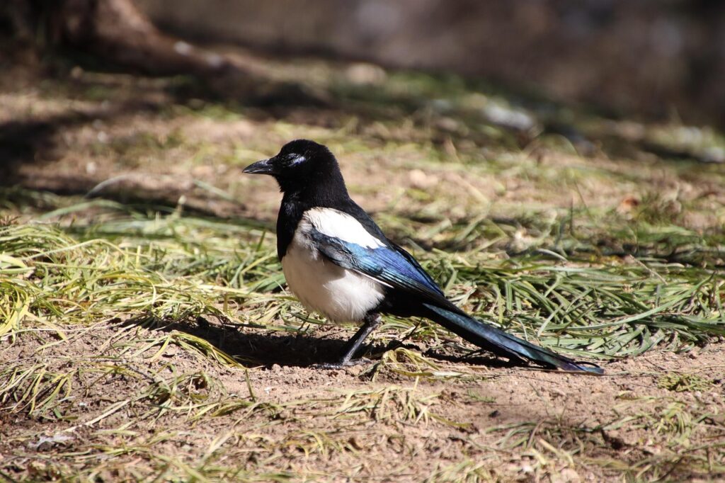 Magpie (Pica pica)