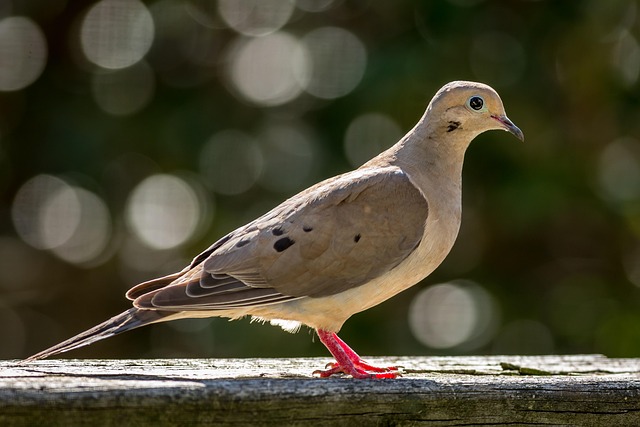 Mourning Dove Meaning