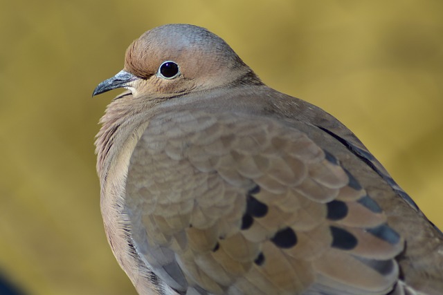 Mourning Dove Symbol