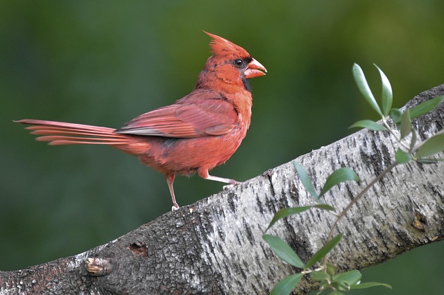 Northern Cardinal Eggs In Nest 