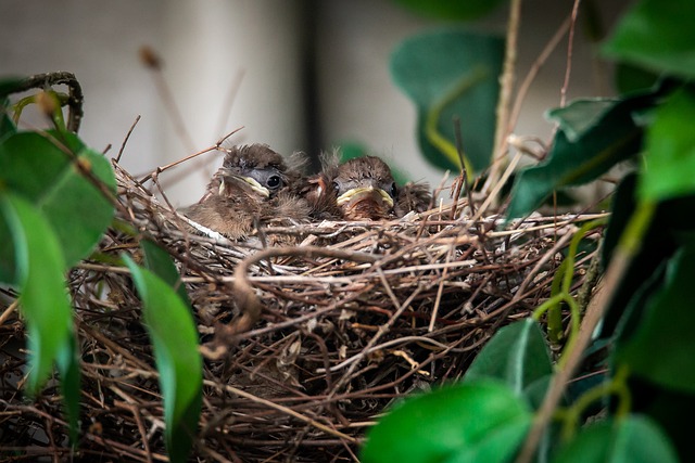 Northern Cardinal Eggs