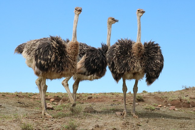 Ostrich Bird Height And Weight