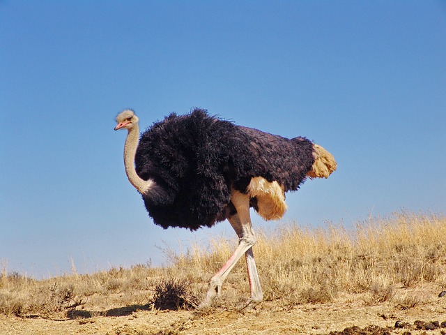Ostrich Bird